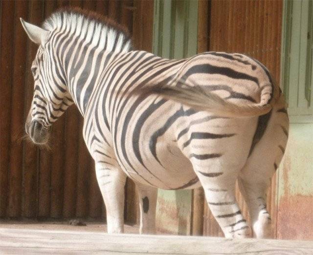 [Touroparc] Un beau Zèbre - Zebra