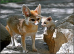 Siele mit Babou - Fennec Fox