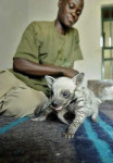 hienas bebes caminando - Striped Hyena (1 month)
