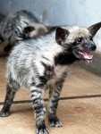 bebe hiena sonriendo - Striped Hyena (3 years)