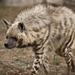 hiena - Striped Hyena