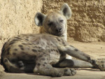 homer - Striped Hyena (4 years)