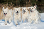 Quatre Golden Retrievers courent dans la neige